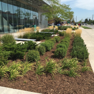 plants and landscaping at ashtonbee college