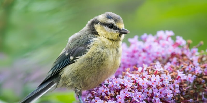 Bird on flowers