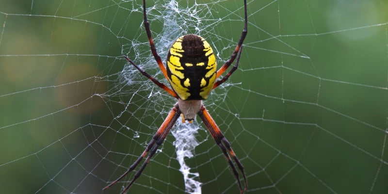Yellow garden spider