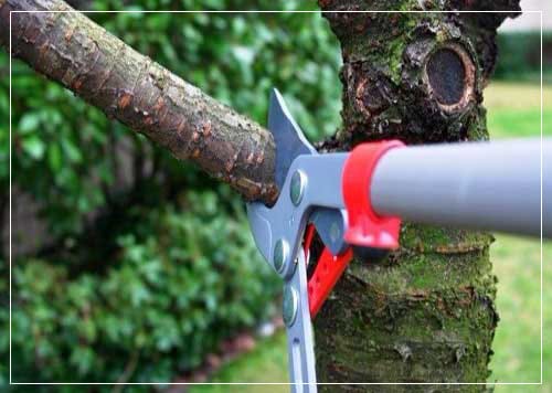 commercial tree pruning