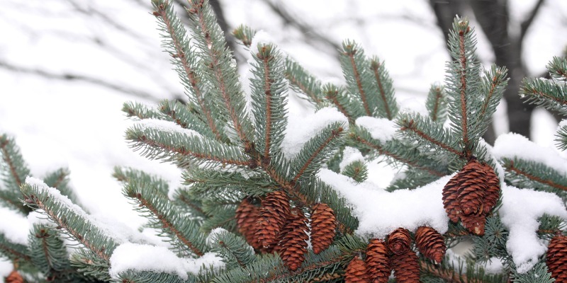 Pine cones on branches in snow