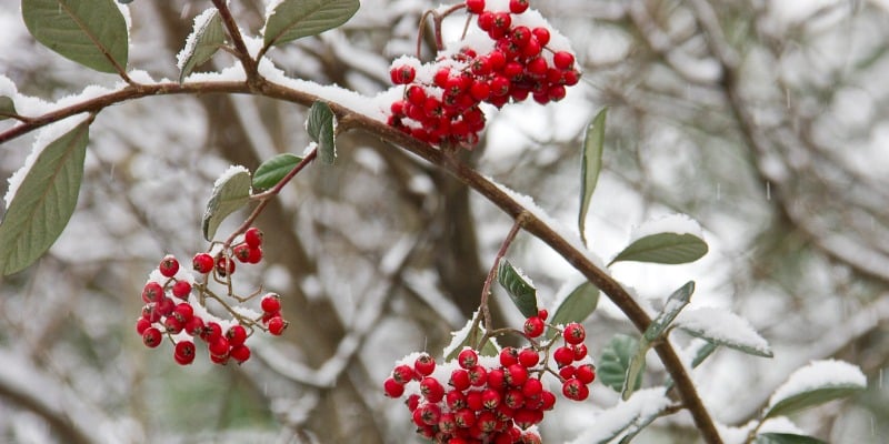 red winter berry on branch