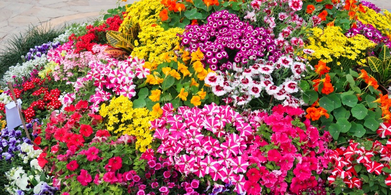 Colourful flowers in pot