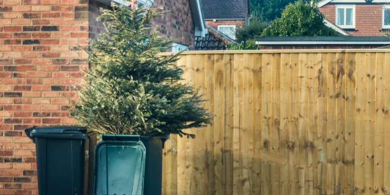 Ideas for recycling your Christmas Tree into your Landscape