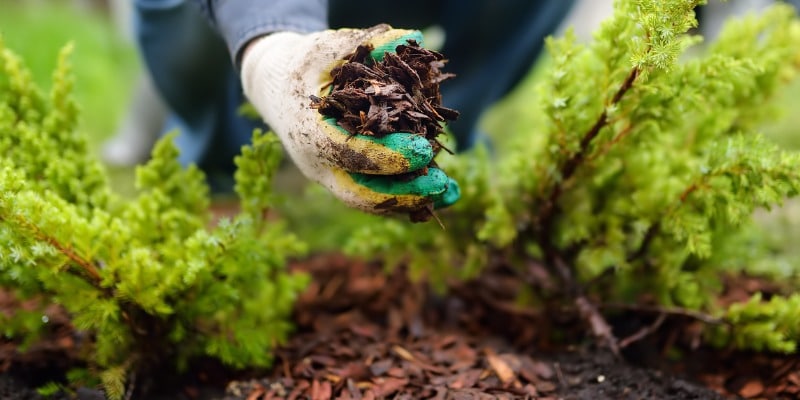 Why Should I Mulch My Gardens? The Benefits Of Garden Mulch