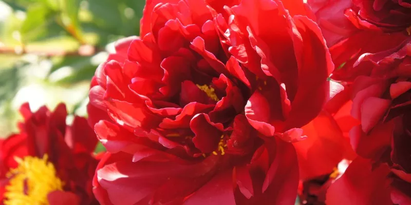 It’s Peony Season!