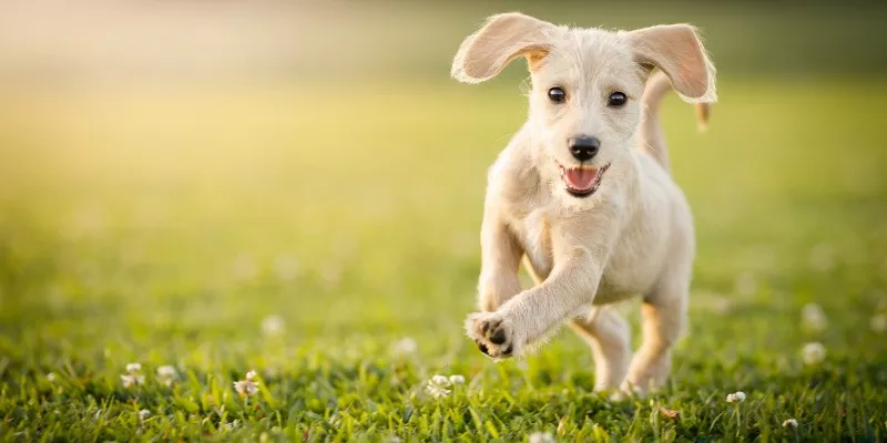 A Dog Friendly Landscape Design