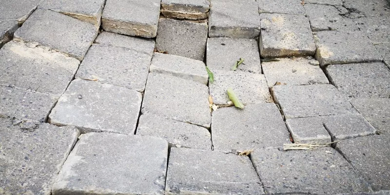 Stone Pavers & Ground Frost Damage