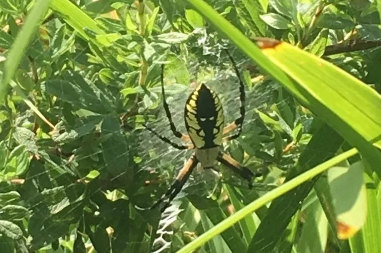 Garden Critters: The Yellow Garden Spider