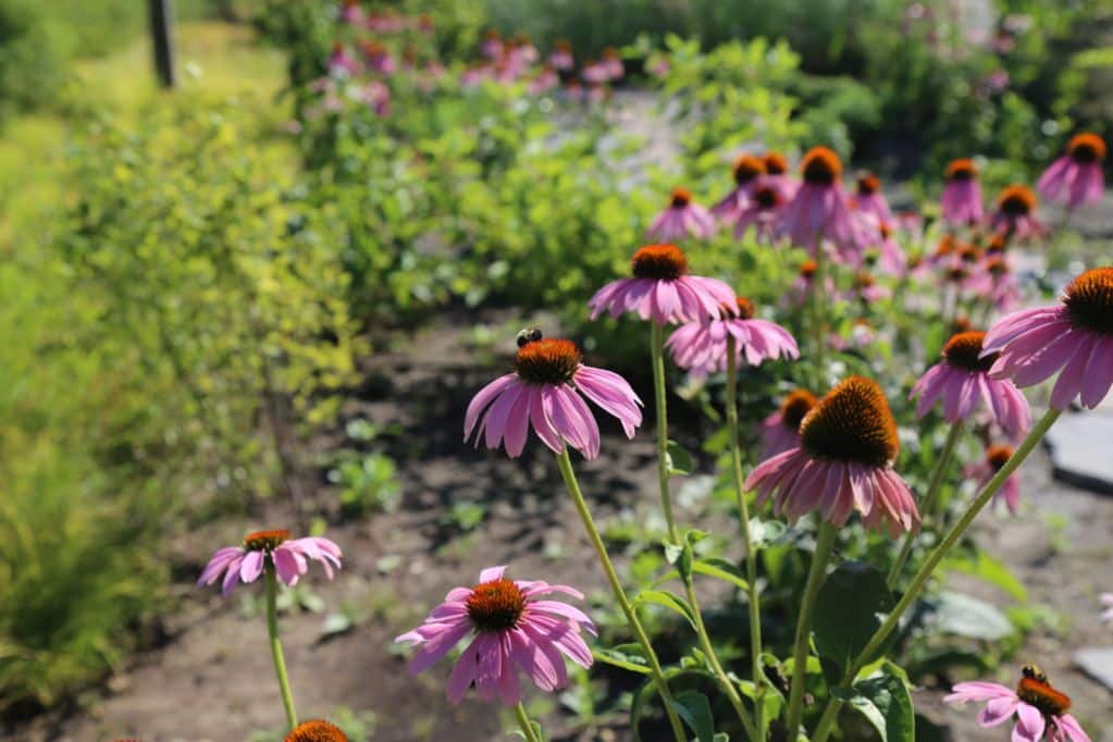 Pollinator-Friendly Garden Project