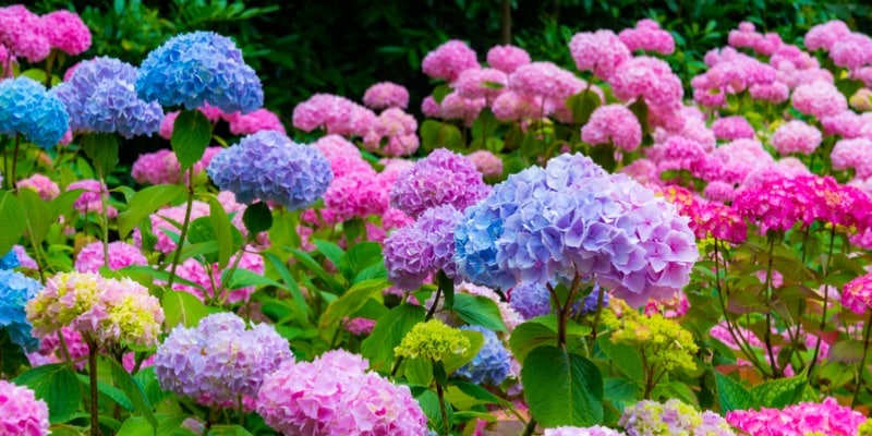 Top Ten Hydrangeas
