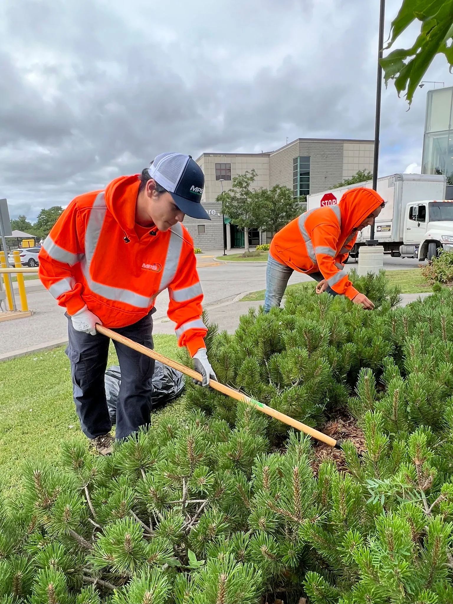 Commercial fall cleanup technicians raking leaves and debris from shrub beds at an office property