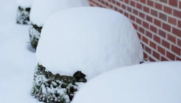 Heavy Snow on Landscaping