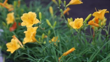 Perennial Plants That Thrive in Ontario’s Climate1