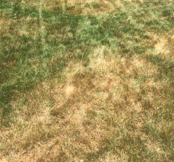 Preparing Your Lawn for Summer Heat Stress1