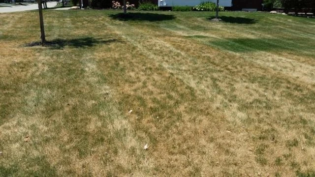 Preparing Your Lawn for Summer Heat Stress2