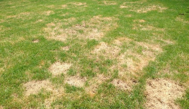 Preparing Your Lawn for Summer Heat Stress